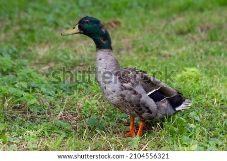 Duck male on a grean meadow