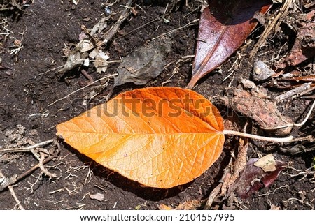 Small orange dry leaf in fertile and humid rainforest soil, Tres Picos State Park, Teresópolis city, Rio de Janeiro state, Brazil