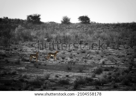 Cheetah (Acinonyx jubatus) in Kalahari desert going on sand with grass and green tree background in evening sun. After hunting wildebeest. Black and white.