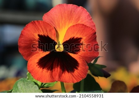 Beautiful blooming pansy in sunny January