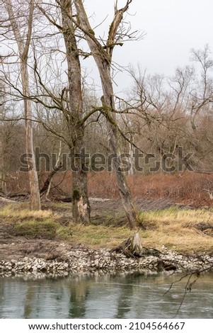Vertical view of riparian woodland with yellow dry grass, bare trees and red bushes at riverside of Aare river in wintertime at daylight.