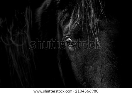 Fine art black horse in low key portrait looking afraid intimate picture 
