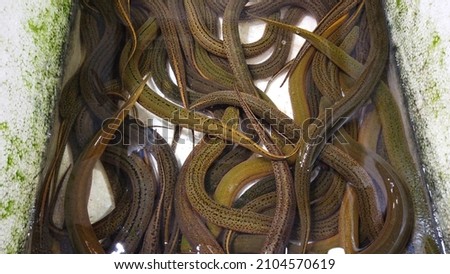 Photo of eels in captivity in styrofoam box on food market they ray-finned fish belonging to the order Anguilliformes live both in salt water and fresh some species are catadromous Royalty-Free Stock Photo #2104570619