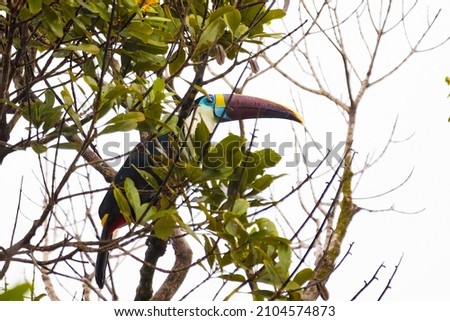 Solo toucan sitting on bench in jungle forest under rain