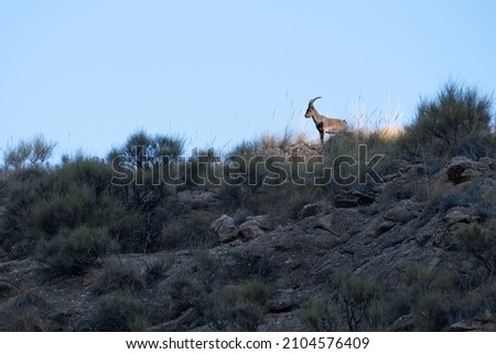 mountain goat walking down a mountainside, there are bushes, there are stones and rocks, the sky is clear