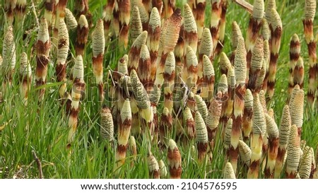 Patch of Giant Horsetail field flowers           Royalty-Free Stock Photo #2104576595