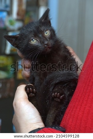 cute scared black kitten in hands close up