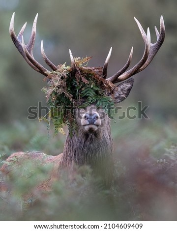 A majestic powerful stag, portrait photo of deer in rut. Wildlife picture