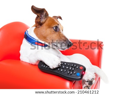 dog watching tv or a movie sitting on a red sofa or couch  with remote control changing the channels