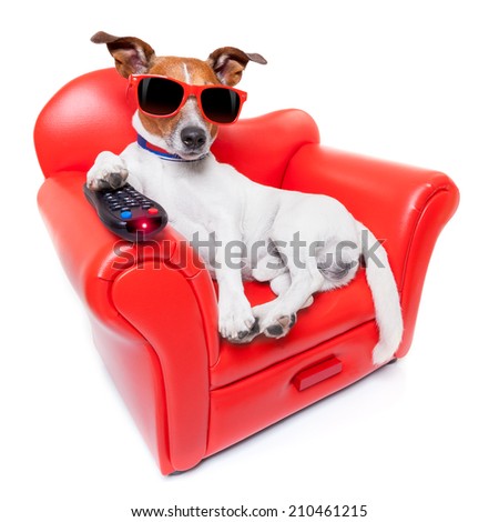 dog watching tv or a movie sitting on a red sofa or couch  with remote control changing the channels