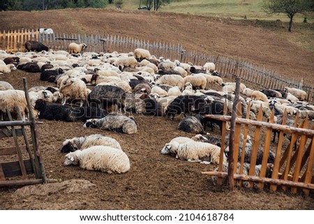 Large flock of sheep gathered in a traditional rustic sheep pen  Royalty-Free Stock Photo #2104618784