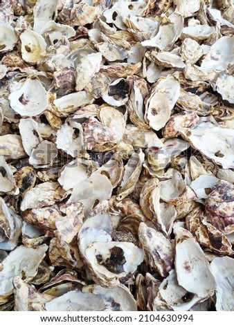 texture of oyster shells for decoration