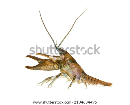 Side view of stone crayfish, Austropotamobius torrentium, is a freshwater crayfish, isolated on white Royalty-Free Stock Photo #2104634495