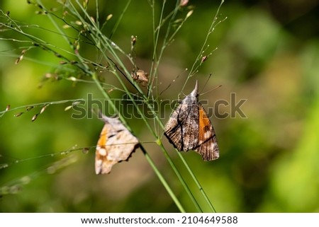 American Snout (Libytheana carinenta) sunning on grass Royalty-Free Stock Photo #2104649588