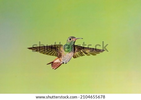Buff-bellied Hummingbird (Amazilia yucatanensis) flying Royalty-Free Stock Photo #2104655678