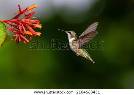 Black-chinned Hummingbird (Archilochus alexandri) feeding Royalty-Free Stock Photo #2104668431