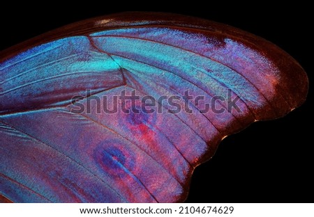 Butterfly wing texture background. Detail of morpho butterfly wings.