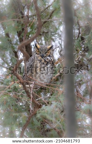 Great Horned owl perched in a cedar tree, Montreal, Canada.
