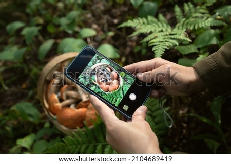 Person in the forest takes pictures  of a basket full of red capped boletus mushrooms.