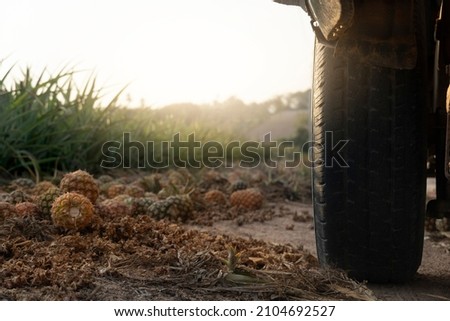 Close up tire of car driving on the soil road with pineapples left on the side of the road. light shining from the sky.