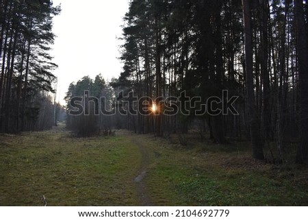 Foggy evening in Moscow forest