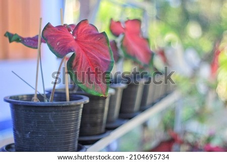 Caladium​ Bicolor​ tree​ plant​ in​ a​ pot​ with​ blurred​ background​