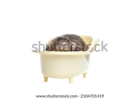 Rat with dark fur relaxing in the bathtub high key picture