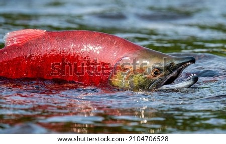 Sockeye Salmon in the river. Red spawning sockeye salmon in a river. Sockeye Salmon swimming and spawning. Scientific name: Oncorhynchus nerka. Natural habitat. Kamchatka, Russia. Royalty-Free Stock Photo #2104706528