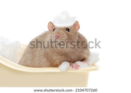 Close-up picture of a rat  with a foam on the head while bathing procedures