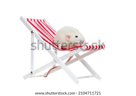 Close-up picture of the white rat sitting on the beach chair