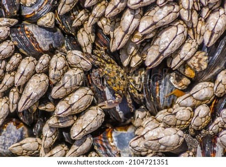 Small crab nestled among mussels and gooseneck barnacles with a very few limpets at Hug Point, Oregon. The crab appears to be a striped shore crab aka lined shore crab (Pachygrapsus crassipes).

