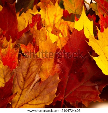 Autumn maple leaves. The Autumn Flame Maple has simple, star-shaped leaves with finger-veined or fan-shaped veins reaching 5 inches in length.