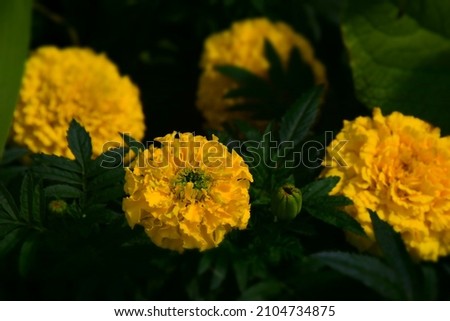 Yellow Marigold Flowers in the Garden. Stock Photo