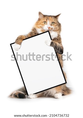 Isolated cat holding a blank sign with paws while standing upright and looking at camera. Adorable fluffy orange white calico cat is sitting on hind legs with white plain picture frame. Copy space.