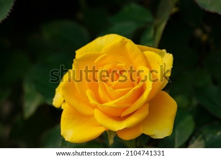 Yellow Rose Close-Up Image on a dark background.