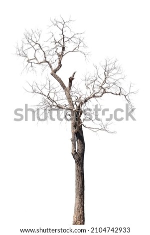 dry dead trees in autumn isolated on white background