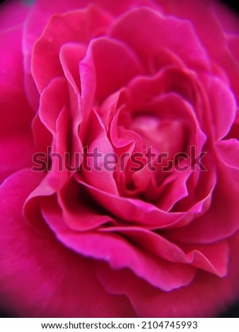 Close up beautiful pink Rose.Kate rose.Love and romance concept. Royalty-Free Stock Photo #2104745993