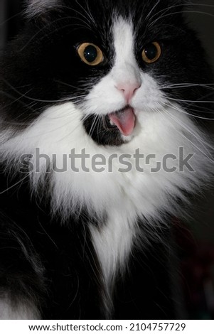 Beautiful black and white cat