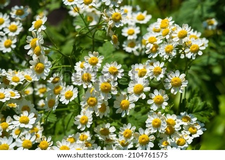 Chamomile. Extract of Italian chamomile Matricaria recutita is considered strong tea. It was used in phytotherapy as antimicrobial and anti-inflammatory. It is also used in ointments and lotions,  Royalty-Free Stock Photo #2104761575
