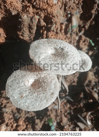 Beautiful Mushrooms Pictures in Sri Lanka