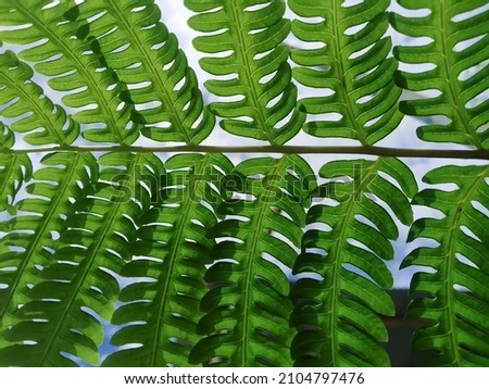 Plants that grow wild in the plains of Indonesia are commonly called ferns. taking pictures from under the leaves.
