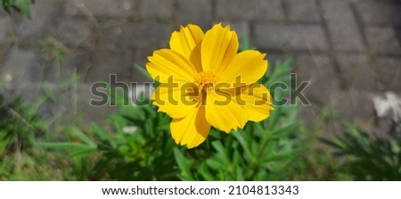 Yellow cosmos caudatus with leaves background. Cosmos caudatus in Indonesia names kenikir. This flower is also known by the name Ulam Raja.