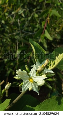 white flowers with green leaves growing in summer