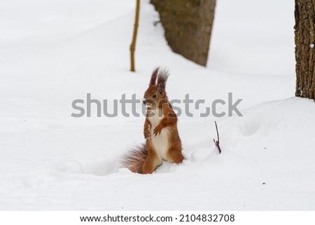 Squirrel on winter time, snow and tree