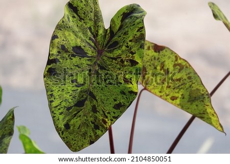 Colocasia mojito is aquatic plants with black spot on green leafe