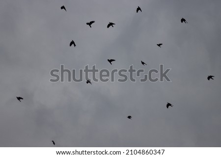Crows flying in cloudy sky