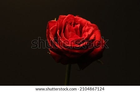 Red rose with black background