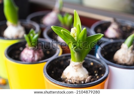 Hyacinth bulbs growing in flower pots. Spring flowers on the windowsill Royalty-Free Stock Photo #2104879280
