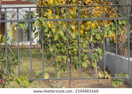 vines clinging to garden bars