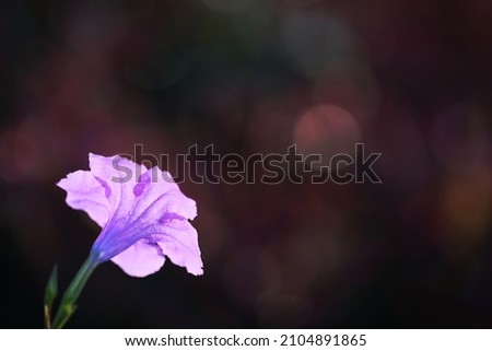 Backlighting on ruellia flower with dark bokeh background